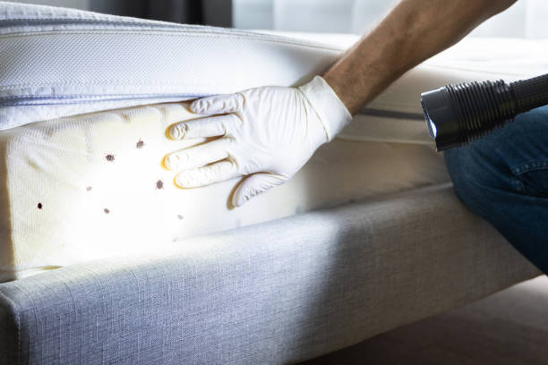 Best Pest Control Near Me in Micco, FL