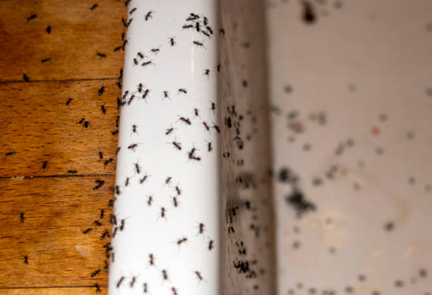 Best Wasp Removal Services  in Micco, FL
