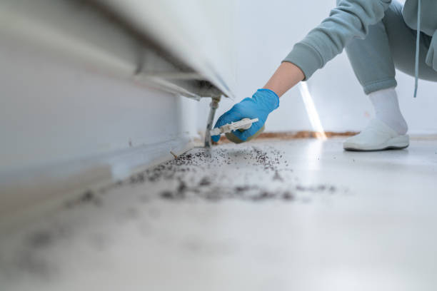 Wasp Removal Services in Micco, FL